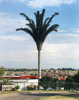 ROBERT VOIT'S ABSURD TREES