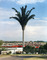 Robert Voit's Absurd Trees