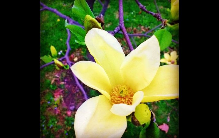 Yellow Magnolia 