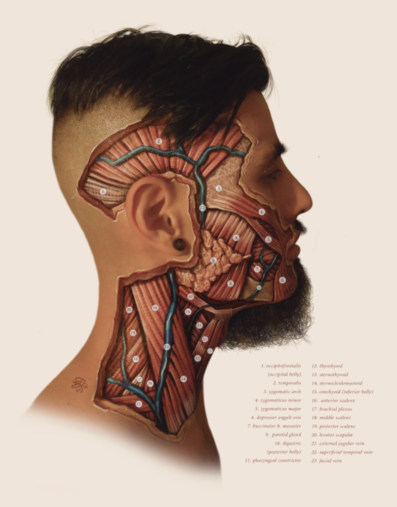 Anatomical face
