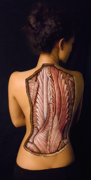 womans anatomical back 