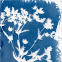 Cyanotypes: Non Camera Photography