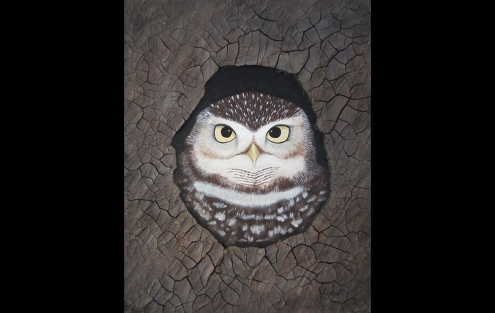 Burrowing Owl