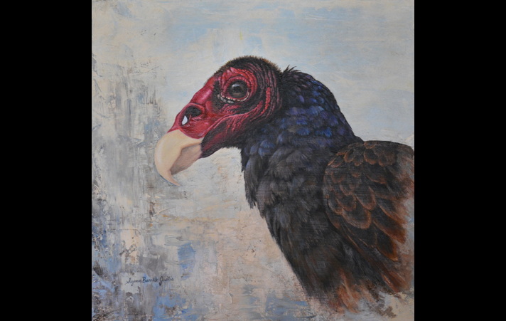 Turkey Vulture