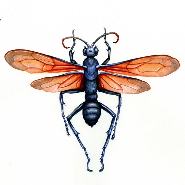 pepsi wasp