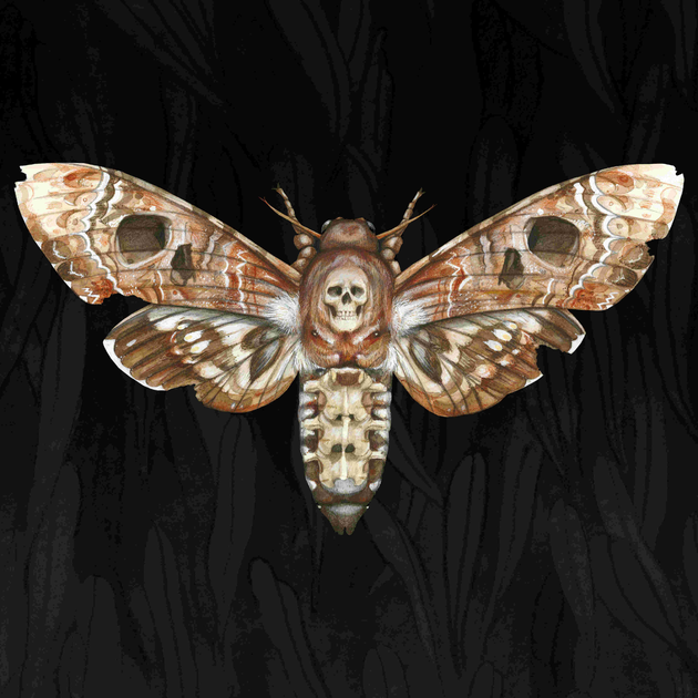 skull moth