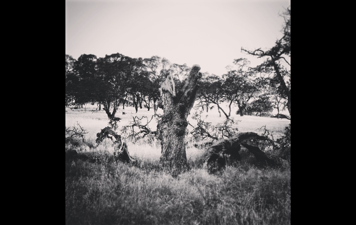 lightning tree