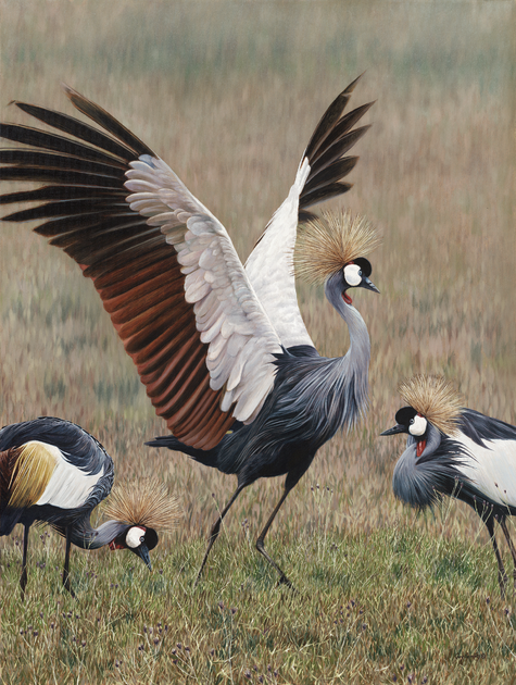 'Incroyables' - 40 x 30 - Oil on canvas - Crowned cranes