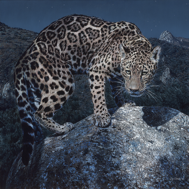 'La Cazadora Nocturna' - 24 x 24 - Oil on Canvas - Jaguar 